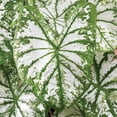 thumbnail image 4 of Member's Mark White Christmas Caladium Dormant Bulbs, 18pk, 4 of 9