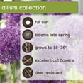 thumbnail image 8 of Member's Mark Allium Collection Dormant Bulbs, 42pk, 8 of 11