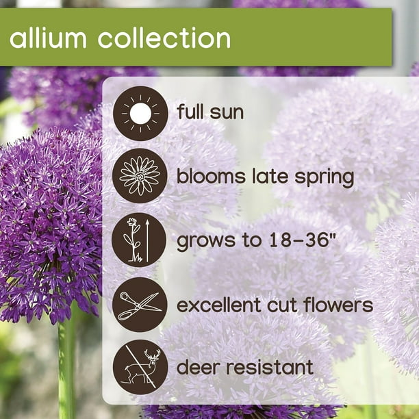 Member's Mark Allium Collection Dormant Bulbs, 45pk - Samsclub.com