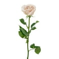 thumbnail image 4 of Member's Mark Ecuadorian Premium Roses, choose color variety and stem count, 4 of 9