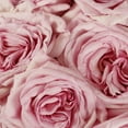 thumbnail image 3 of Member's Mark Garden Roses, 36 stems, Choose color variety, 3 of 6