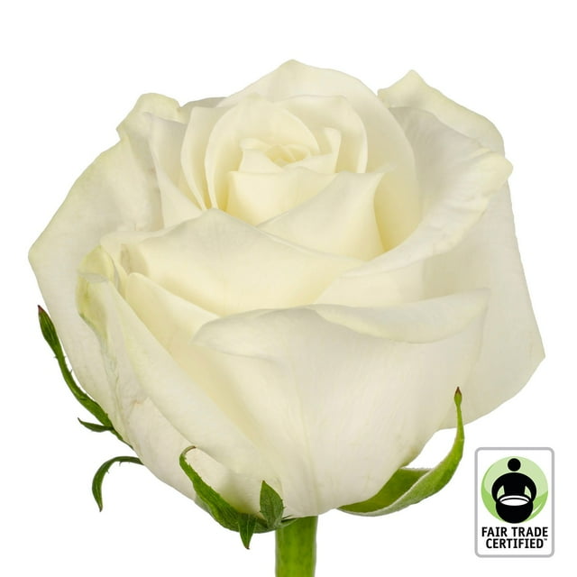 Member's Mark Fair Trade Roses, 75 stems, Choose color variety