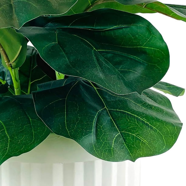 best pot for victoria birds nest fern Victoria Birds Nest Fern