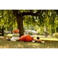 thumbnail image 3 of Heirloom Pumpkin, 1 ct., 3 of 5