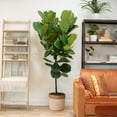 thumbnail image 5 of Costa Farms 12" Ficus Standard Plant in Grower Pot, 5 of 5