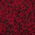 thumbnail image 2 of Member's Mark Ecuadorian Premium Roses, choose color variety and stem count, 2 of 9