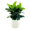 thumbnail image 1 of Artificial Premium Rubber Plant in Fluted Off White Pot, 1 of 5
