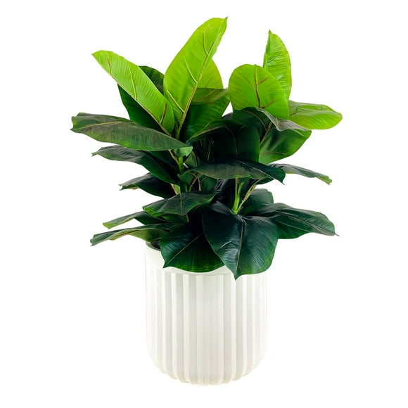 Artificial Premium Rubber Plant in Fluted Off White Pot
