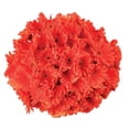 thumbnail image 1 of Member's Mark Gerbera Daisies, choose color and stem count, 1 of 8