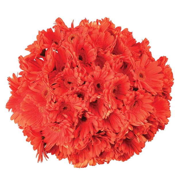 Member's Mark Gerbera Daisies, choose color and stem count