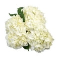 thumbnail image 2 of Member's Mark Hydrangeas, choose color and stem count, 2 of 5