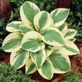thumbnail image 4 of Member's Mark Hosta Collection Tortilla Chip, Lakeside Little Tuft, Mama Mia Dormant Bulbs, 6pk, 4 of 9