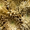 thumbnail image 4 of Member's Mark Painted Mums,  choose color and stem count, 4 of 5