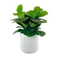 thumbnail image 1 of Artificial Premium Fiddle Leaf Fig Plant in Off White Pot, 1 of 5