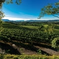 thumbnail image 2 of Pighin Pinot Grigio D.O.C. Friuli White Wine 750 ml, 2 of 4