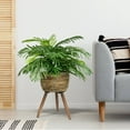 thumbnail image 2 of Faux 30" Phoenix Palm in Handwoven Tripod Stand Basket, 2 of 6