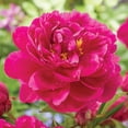 thumbnail image 4 of Member's Mark Peony Karl Rosenfield Dormant Bulbs, 3pk, 4 of 9