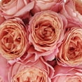 thumbnail image 3 of Member's Mark Garden Roses, 36 stems, Choose color variety, 3 of 6