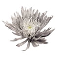 thumbnail image 3 of Member's Mark Painted Mums,  choose color and stem count, 3 of 5