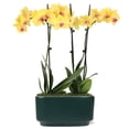 thumbnail image 1 of 10" Yellow Orchid Planter in Bistro Green Pot, 1 of 5