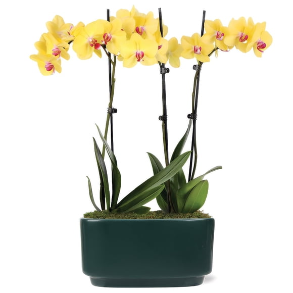 10" Yellow Orchid Planter in Bistro Green Pot