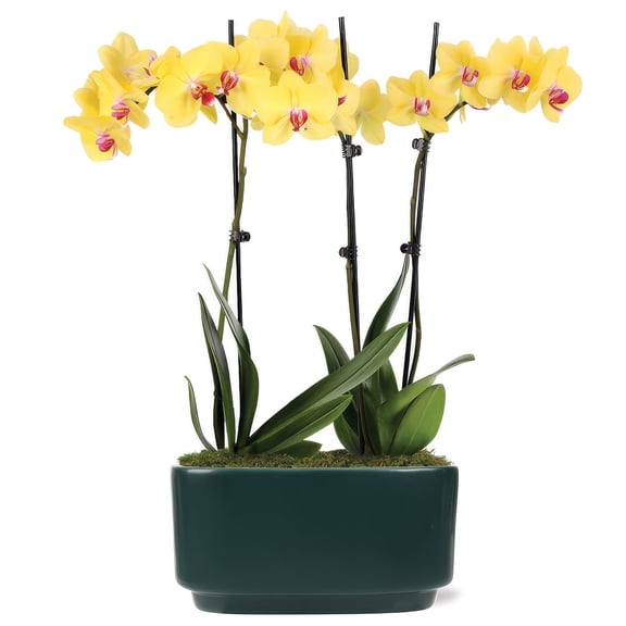 10" Yellow Orchid Planter in Bistro Green Pot