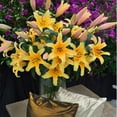 thumbnail image 5 of Member's Mark Super Select Oriental Lily, 5 stems, 5 of 6