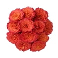 thumbnail image 1 of Member's Mark Garden Roses, 36 stems, Choose color variety, 1 of 6