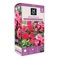 thumbnail image 1 of Member's Mark Picotee White to Pink & Double Pink Begonias Dormant Bulbs, 9pk, 1 of 9