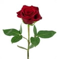 thumbnail image 4 of Member's Mark Ecuadorian Premium Roses, choose color variety and stem count, 4 of 8