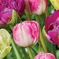 thumbnail image 5 of Member's Mark Tulip Double Late Blend Dormant Bulbs, 30pk, 5 of 9