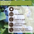 thumbnail image 6 of Member's Mark Blueberry Legacy & Bluecrop, 2pk, 6 of 10