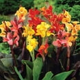 thumbnail image 3 of Member's Mark Canna Blend Dormant Bulbs, 9pk, 3 of 9