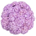 thumbnail image 1 of Member's Mark Color Enhanced Hydrangeas, 20 stems, choose color, 1 of 4