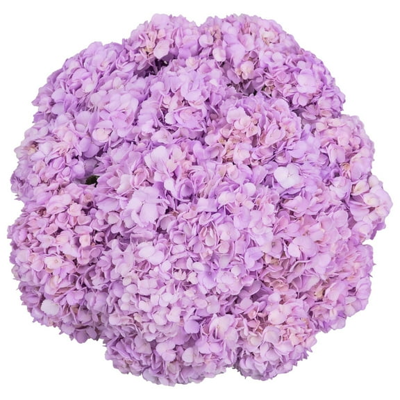 Member's Mark Color Enhanced Hydrangeas, 20 stems, choose color