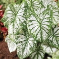 thumbnail image 3 of Member's Mark White Christmas Caladium Dormant Bulbs, 18pk, 3 of 9