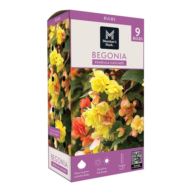 Member's Mark Begonia Pendula Cascade Dormant Bulbs, 9pk