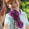 thumbnail image 6 of Member's Mark Allium Collection Dormant Bulbs, 42pk, 6 of 11