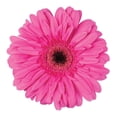 thumbnail image 4 of Member's Mark Gerbera Daisies, choose color and stem count, 4 of 7