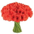 thumbnail image 2 of Member's Mark Gerbera Daisies, choose color and stem count, 2 of 8