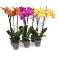 thumbnail image 1 of 5" Premium Orchids in Salmon, Magenta, and Yellow in Grower Pot, 6 Pack, 1 of 5