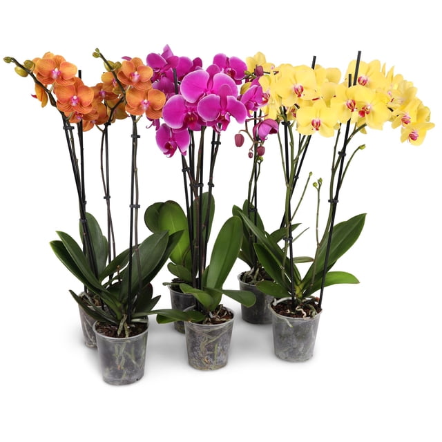 5" Premium Orchids in Salmon, Magenta, and Yellow in Grower Pot, 6 Pack
