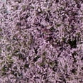 thumbnail image 4 of Member's Mark Limonium, 60 Stems, choose color, 4 of 6