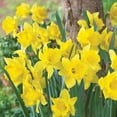 thumbnail image 3 of Member's Mark Daffodil Yellow Trumpet Dormant Bulbs, 40pk, 3 of 9