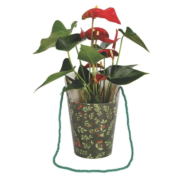 Just Add Ice 5" Anthurium Grab N' Go Gift Bag - Samsclub.com
