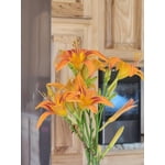 Image 3 of customer photos