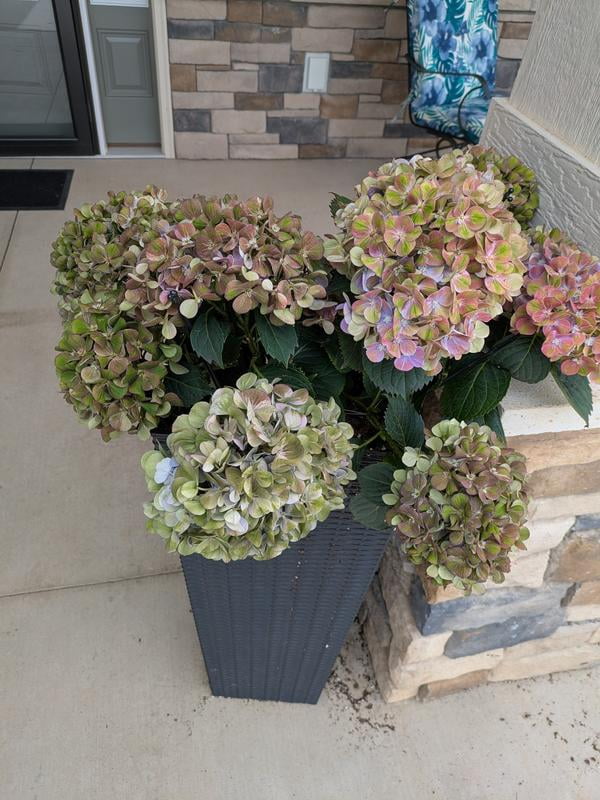 Live 9