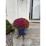Image 8 of customer photos